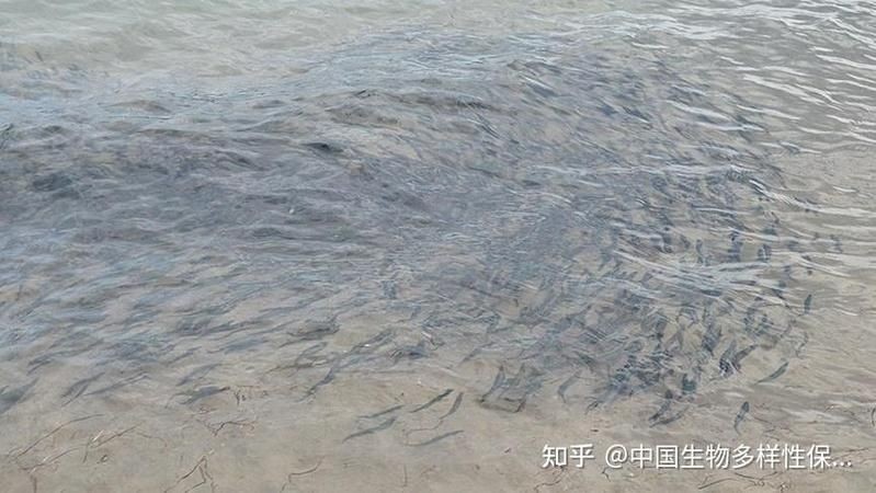 哥倫比亞巨暴魚捕食圖片，驚現(xiàn)哥倫比亞！巨暴魚兇猛捕食震撼