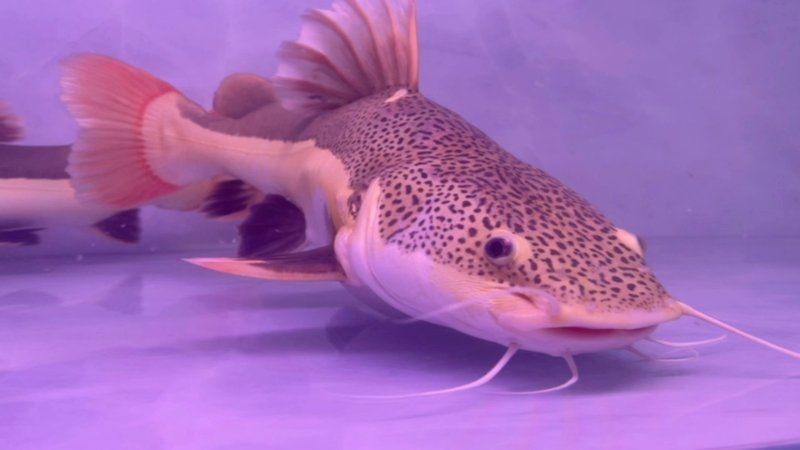 巨骨舌魚vs招財(cái)貓魚，巨骨舌魚與招財(cái)貓魚，水域霸主終極 巨骨舌魚vs招財(cái)貓魚，巨骨舌魚與招財(cái)貓魚，水域霸主終極 龍魚百科 第13張