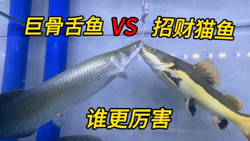 巨骨舌魚vs招財(cái)貓魚，巨骨舌魚與招財(cái)貓魚，水域霸主終極 巨骨舌魚vs招財(cái)貓魚，巨骨舌魚與招財(cái)貓魚，水域霸主終極 龍魚百科 第22張