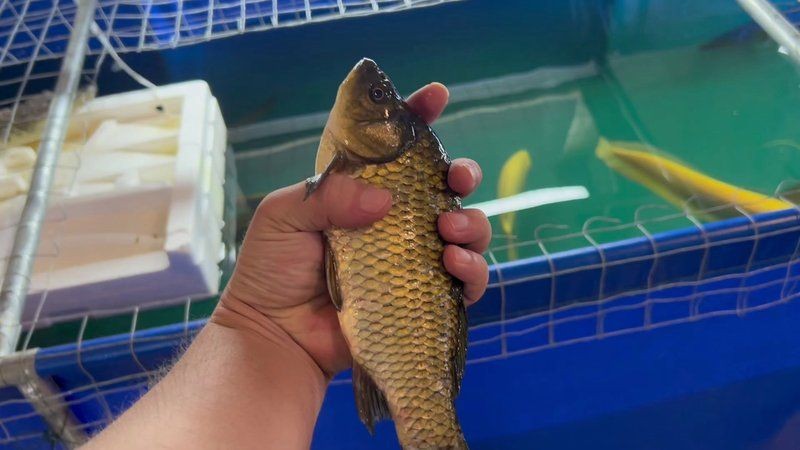 巨骨舌魚vs招財(cái)貓魚，巨骨舌魚與招財(cái)貓魚，水域霸主終極 巨骨舌魚vs招財(cái)貓魚，巨骨舌魚與招財(cái)貓魚，水域霸主終極 龍魚百科 第20張