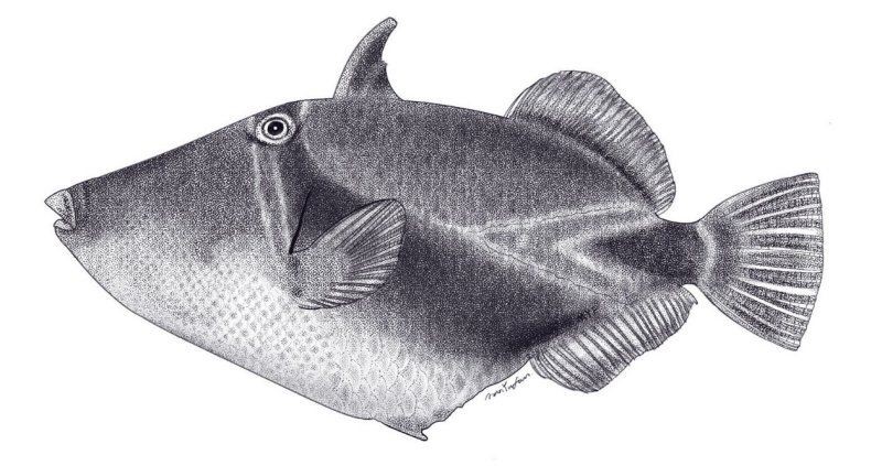 海南炮彈魚，探秘海南海域