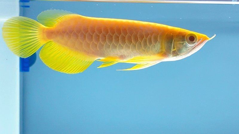 紅眼白子招財龍，驚艷紅眼白子招財龍，珍稀觀賞魚魅力全