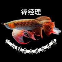 紅眼白子招財龍，驚艷紅眼白子招財龍，珍稀觀賞魚魅力全