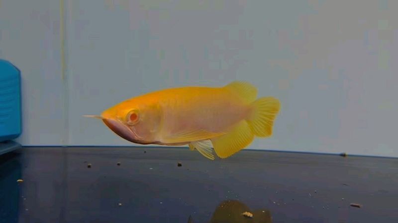 紅眼白子招財龍，驚艷紅眼白子招財龍，珍稀觀賞魚魅力全