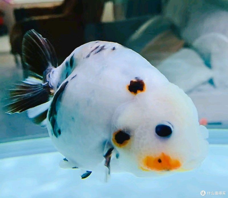 健康水族的增藍飼料，水族健康養護必備，科學配比增藍特效飼料
