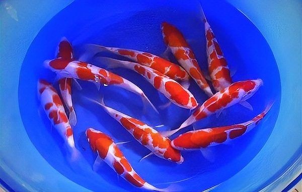 屬龍的養魚養幾條魚好，屬龍人養魚旺運吉數，