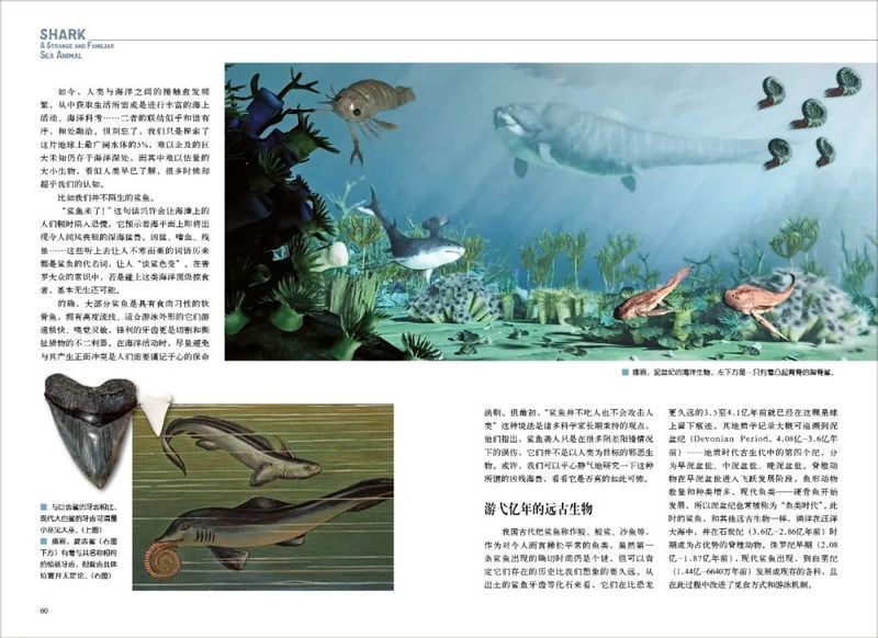 詳細閱讀:古代人見過鯊魚嗎,揭秘古代人與鯊魚的邂逅,歷史 古代人見過鯊魚嗎,揭秘古代人與鯊魚的邂逅,歷史