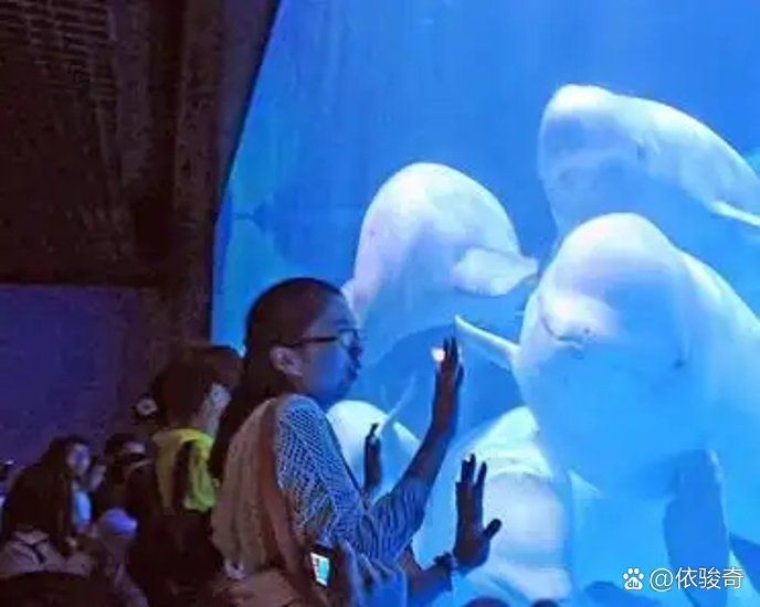 濟南哪個海洋館最好，濟南必打卡！口碑最佳的