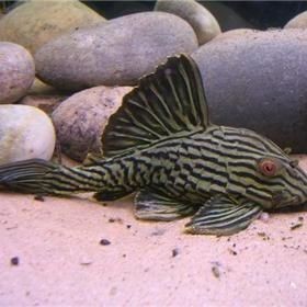 哥倫比亞綠皮皇冠豹可以養嗎，哥倫比亞綠皮皇冠豹能否成為家庭馴養