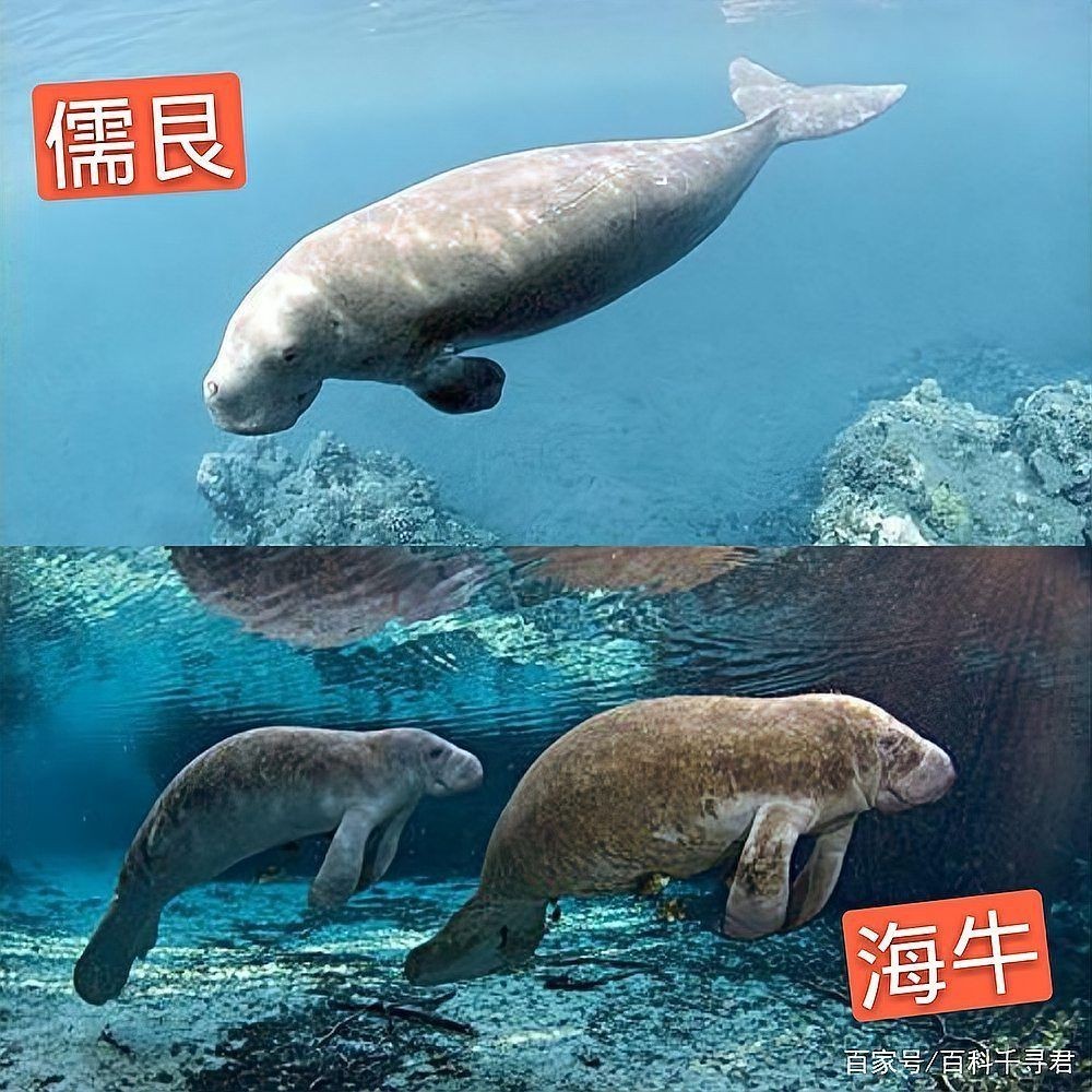 海洋里的哺乳動物有哪些，盤點海洋中的典型哺乳動物及其生存