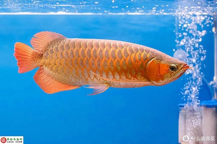 紅龍魚(yú)唯美圖片,驚艷!紅龍魚(yú)絕美 龍魚(yú)百科 第16張 紅龍魚(yú)唯美圖片,驚艷!紅龍魚(yú)絕美 紅龍魚(yú)唯美圖片,驚艷!紅龍魚(yú)絕美 龍魚(yú)百科 第16張