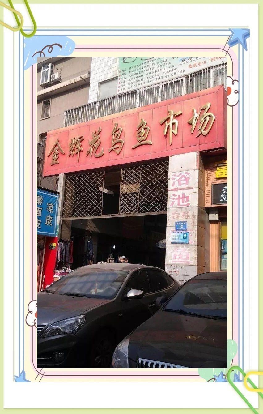 蘭州水族批發市場，蘭州水族批發市場全攻略，一站式購齊各類觀賞魚及用品