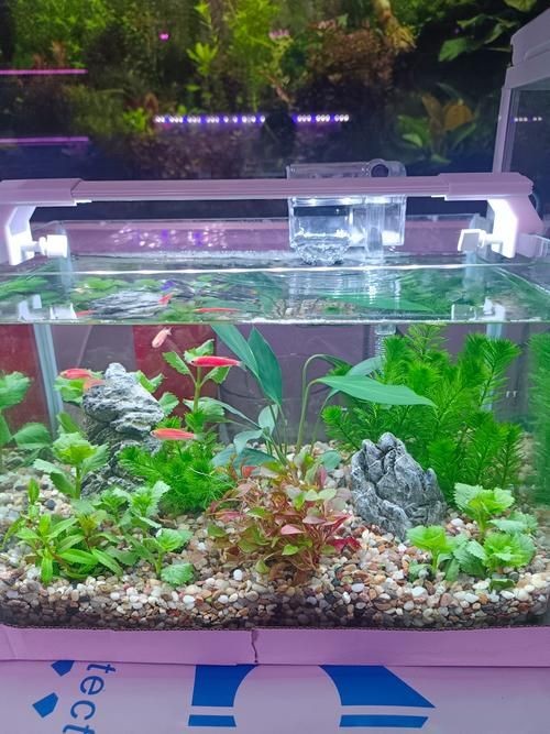 家庭小型魚缸圖片，精選家庭小型