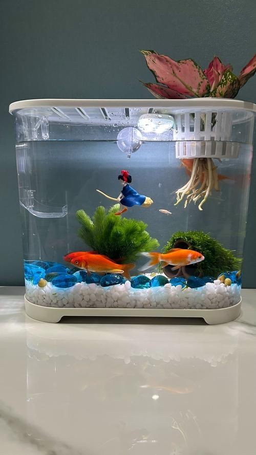 家庭小型魚缸圖片，精選家庭小型