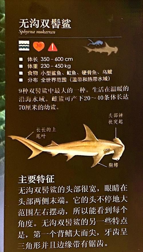 各種鯊魚圖片，震撼視覺！超全鯊魚種類高清大圖