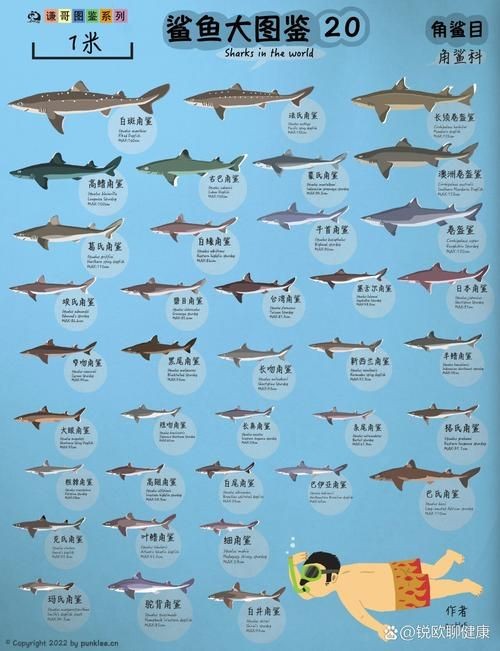 各種鯊魚圖片，震撼視覺！超全鯊魚種類高清大圖