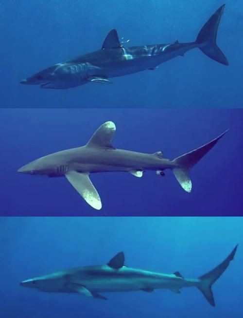 各種鯊魚圖片，震撼視覺！超全鯊魚種類高清大圖