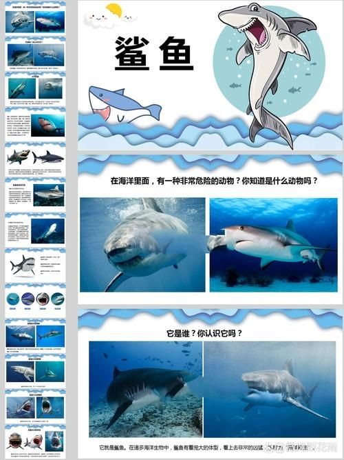 各種鯊魚圖片，震撼視覺！超全鯊魚種類高清大圖