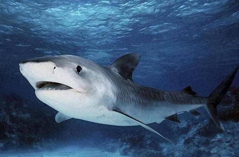 各種鯊魚圖片，震撼視覺！超全鯊魚種類高清大圖