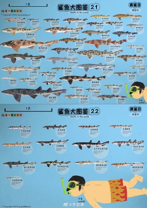 各種鯊魚圖片，震撼視覺！超全鯊魚種類高清大圖