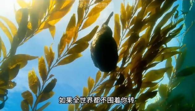 海老虎學名叫什么，揭秘海老虎的正式學名究竟為何