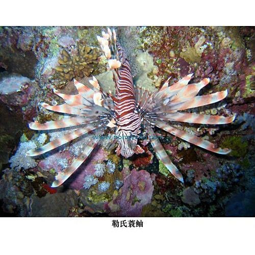 海老虎學名叫什么，揭秘海老虎的正式學名究竟為何