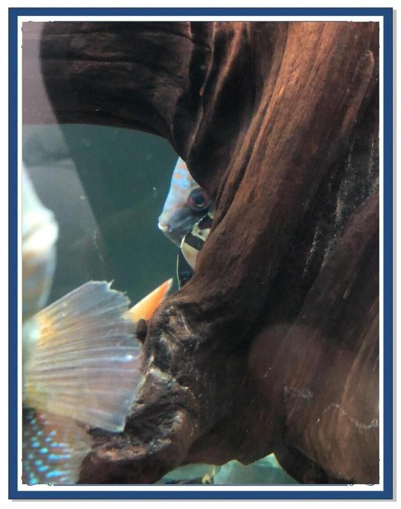 海老虎學名叫什么，揭秘海老虎的正式學名究竟為何