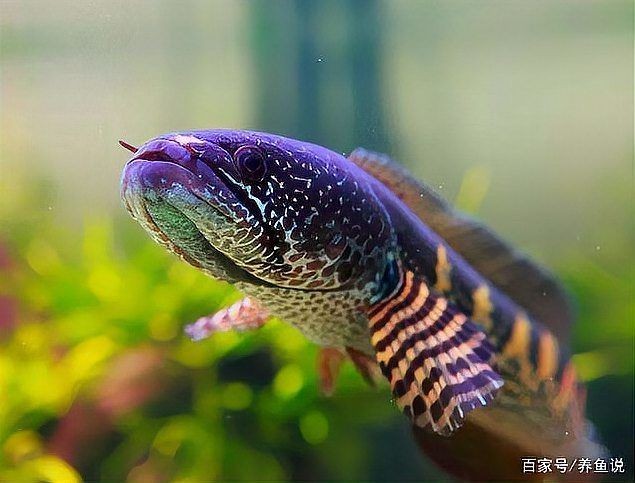 最值得養的雷龍魚，TOP10必選！最適合新手飼養的雷龍魚