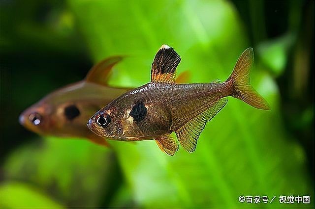 和尚魚充血要警惕四種病，注意！和尚魚體表充血需重點防范這四種常見病癥 和尚魚充血要警惕四種病，注意！和尚魚體表充血需重點防范這四種常見病癥 全國水族館企業名錄 第4張