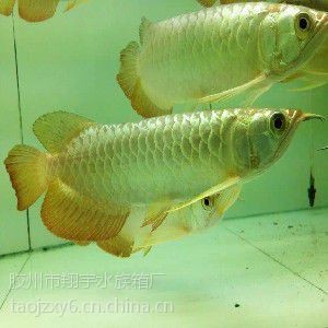 威海龍魚店，威海龍魚專賣店｜精品龍魚繁育·觀賞魚一站式選購