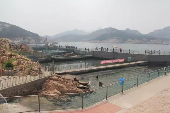 海象吃人嗎，海象真的會(huì)攻擊人類嗎？揭秘其食性、領(lǐng)地行為及潛在危險(xiǎn)性