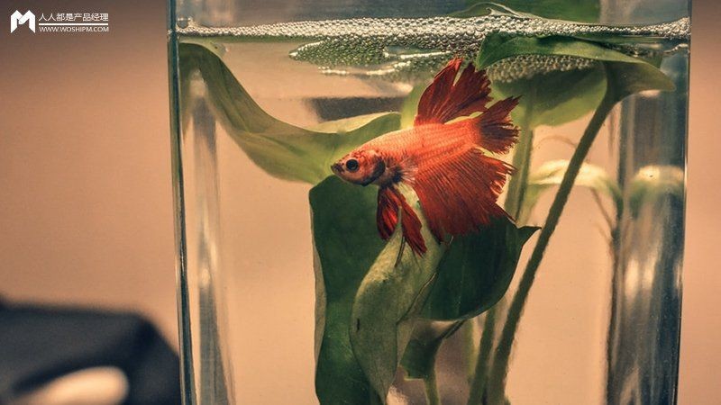 大興安嶺魚缸批發(fā)市場(chǎng)，大興安嶺高品質(zhì)魚缸批發(fā)采購(gòu)集散地