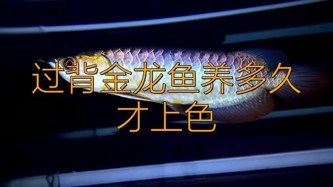 背金龍魚40厘米不爬背的原因是什么，深度解析，40厘米金龍魚拒爬背的六大核心