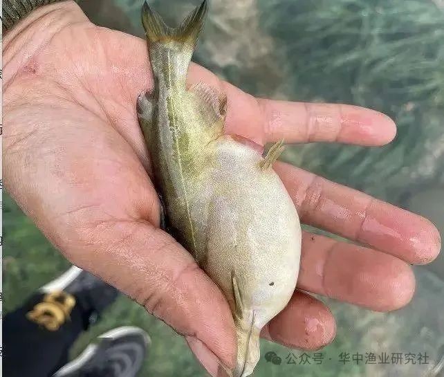 腹水魚最怕三個東西，警惕！腹水魚的三大天敵，碰見就遭