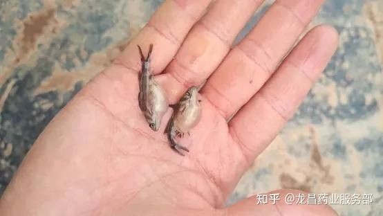 腹水魚最怕三個東西，警惕！腹水魚的三大天敵，碰見就遭