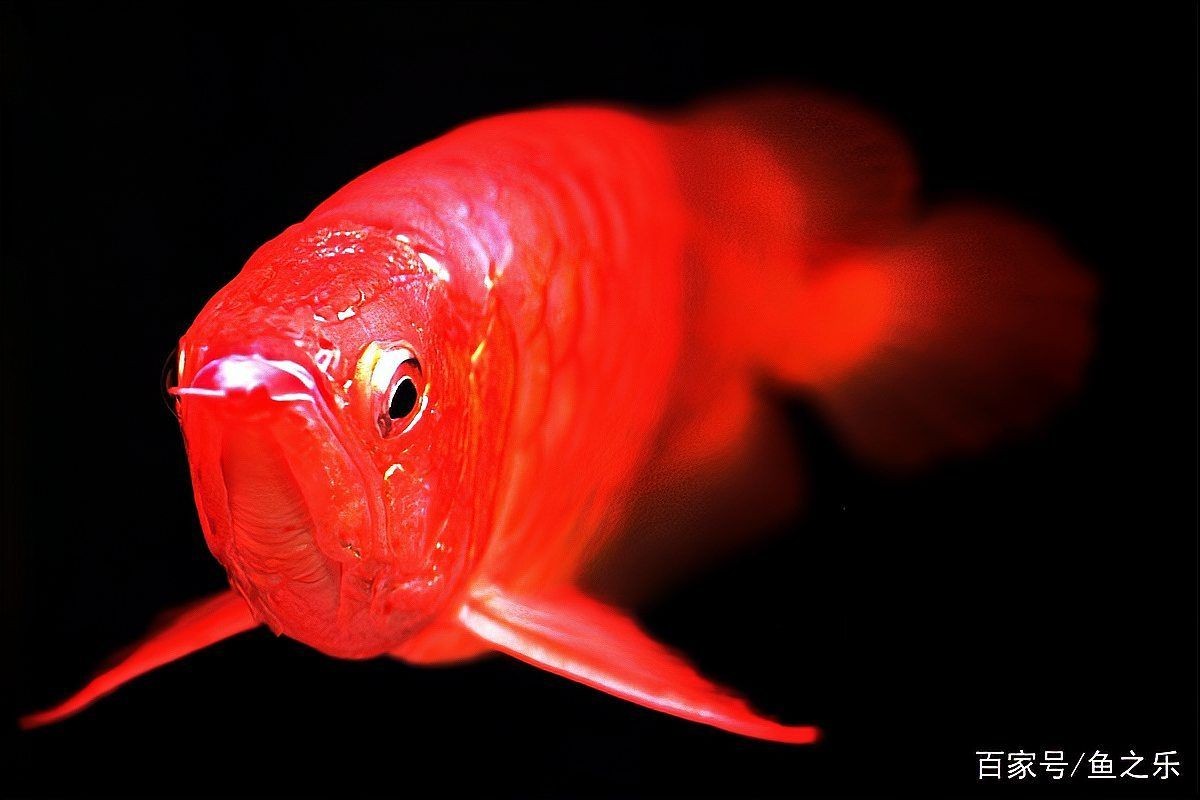 紅龍魚屏保壁紙，紅龍魚高清屏保壁紙——