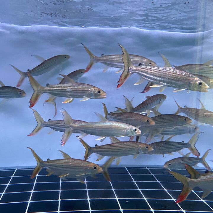 河虎魚多少錢一條，河虎魚市場價多少錢一條？