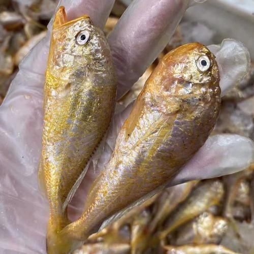 和尚頭魚圖片，高清和尚頭魚實拍圖鑒，