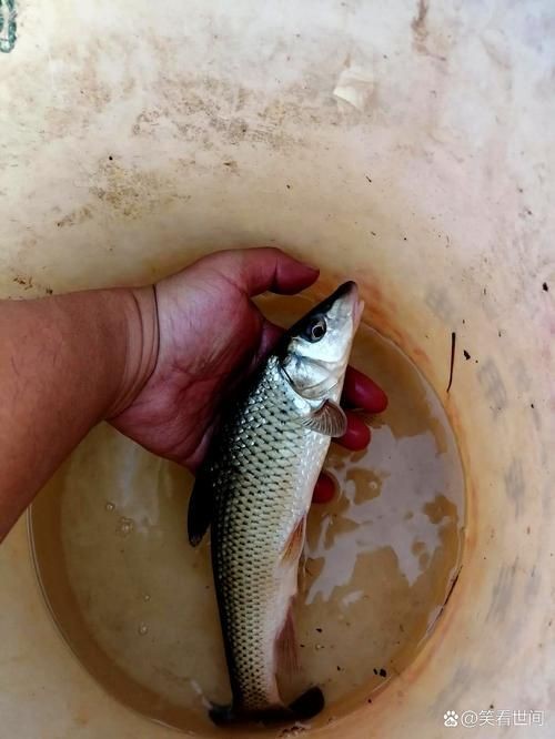 和尚頭魚圖片，高清和尚頭魚實拍圖鑒，