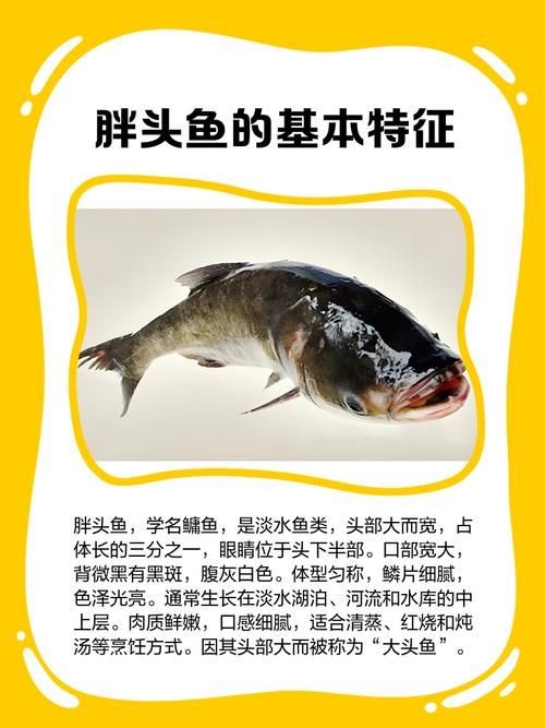 和尚頭魚圖片，高清和尚頭魚實拍圖鑒，