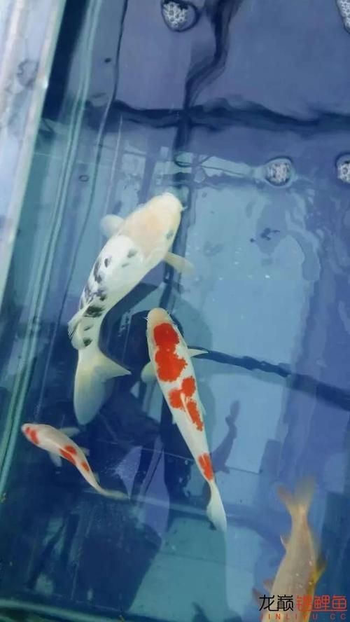 和尚頭魚圖片，高清和尚頭魚實拍圖鑒，