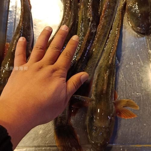 和尚頭魚圖片，高清和尚頭魚實拍圖鑒，