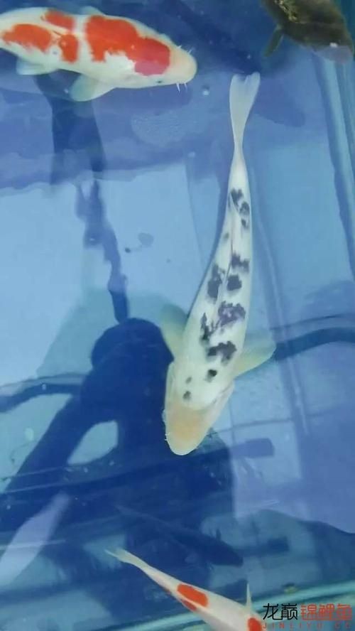 和尚頭魚圖片，高清和尚頭魚實拍圖鑒，