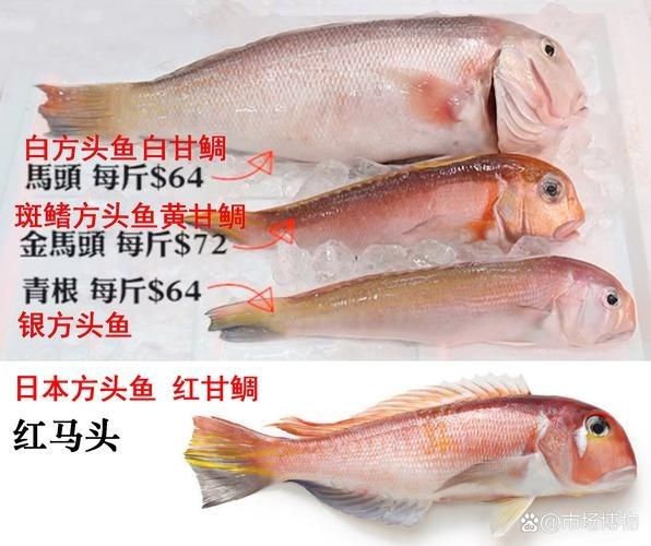 和尚頭魚圖片，高清和尚頭魚實拍圖鑒，