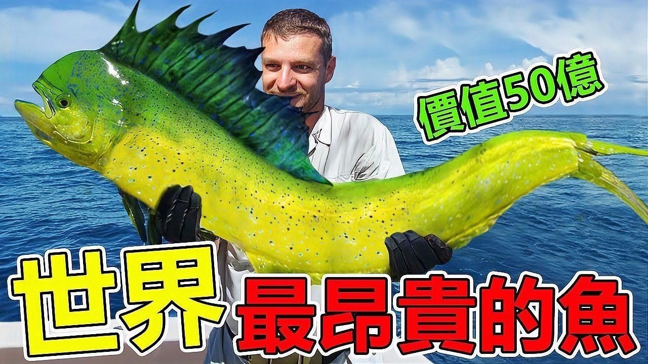 世界上最貴的魚排名，盤點(diǎn)全球