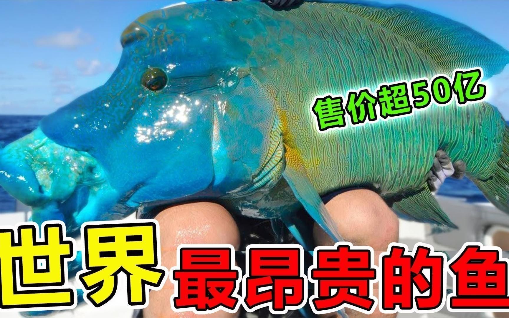 世界上最貴的魚排名，盤點(diǎn)全球