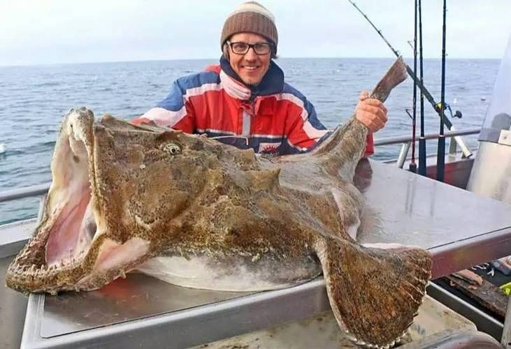 海和尚魚照片大全，海和尚魚高清實拍圖集，形態特征與生態影像全覽