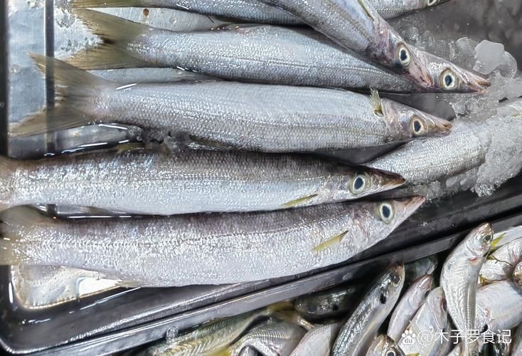 海和尚魚照片大全，海和尚魚高清實拍圖集，形態特征與生態影像全覽