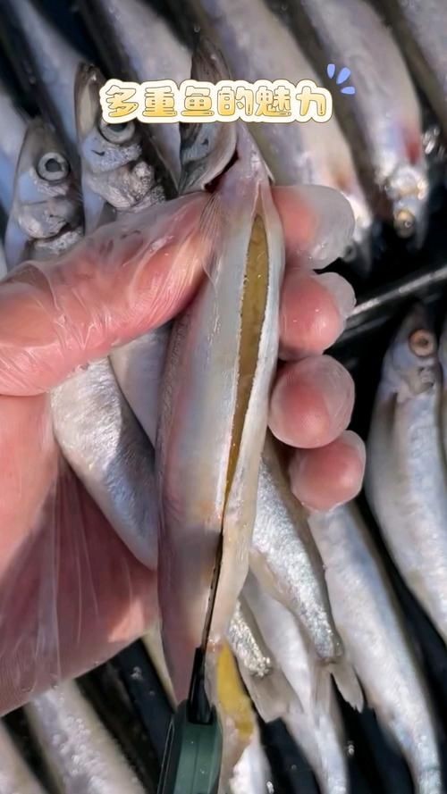 海和尚魚照片大全，海和尚魚高清實拍圖集，形態特征與生態影像全覽