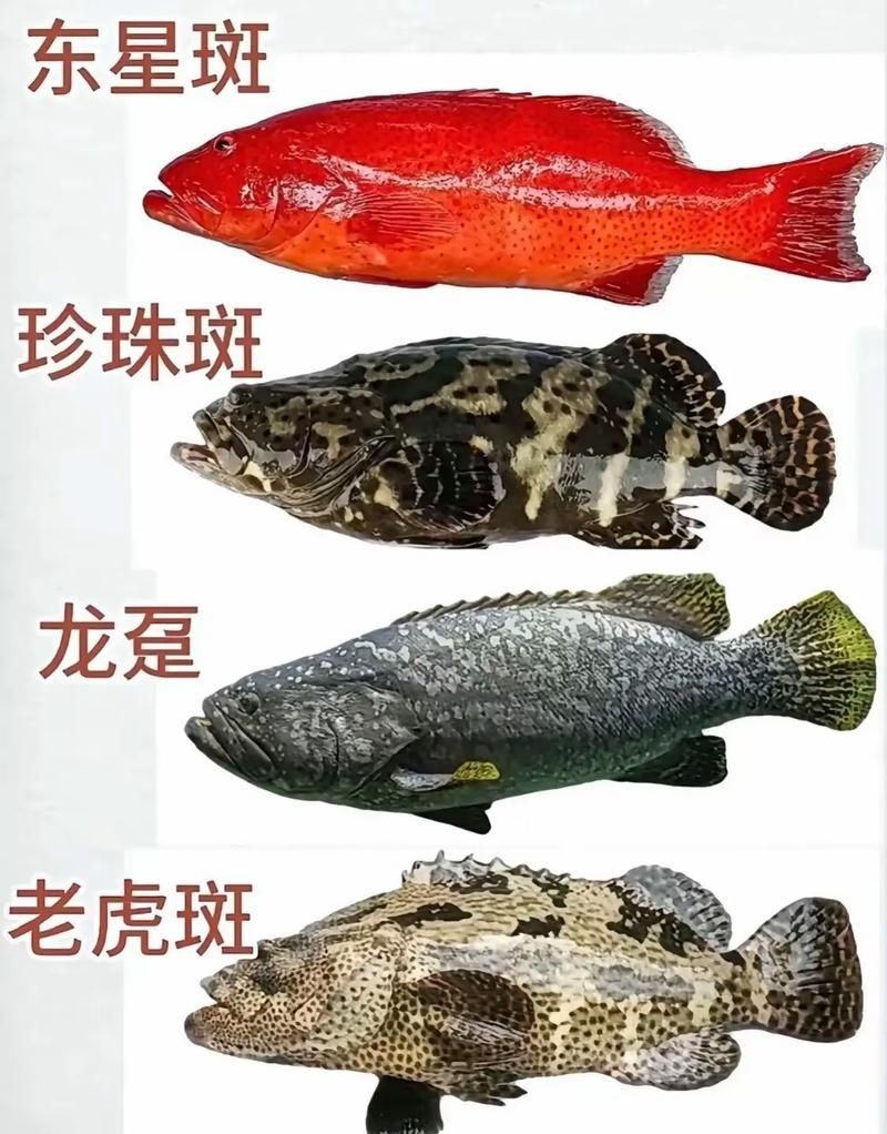 海和尚魚照片大全，海和尚魚高清實拍圖集，形態特征與生態影像全覽